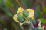 Fourpetal St. Johnswort